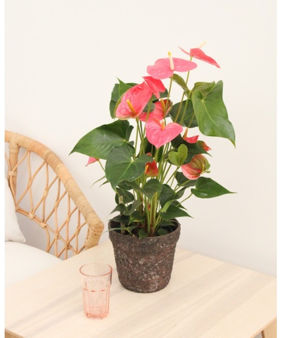 Planta de Anthurium Natural | Miajadas Cáceres