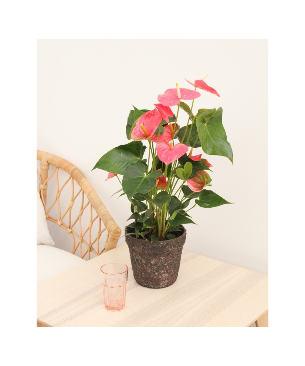 Planta de Anthurium Natural | Miajadas Cáceres