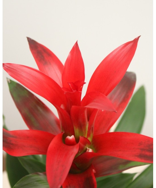 Guzmania tropical: color y fácil cuidado en Miajadas | Cáceres