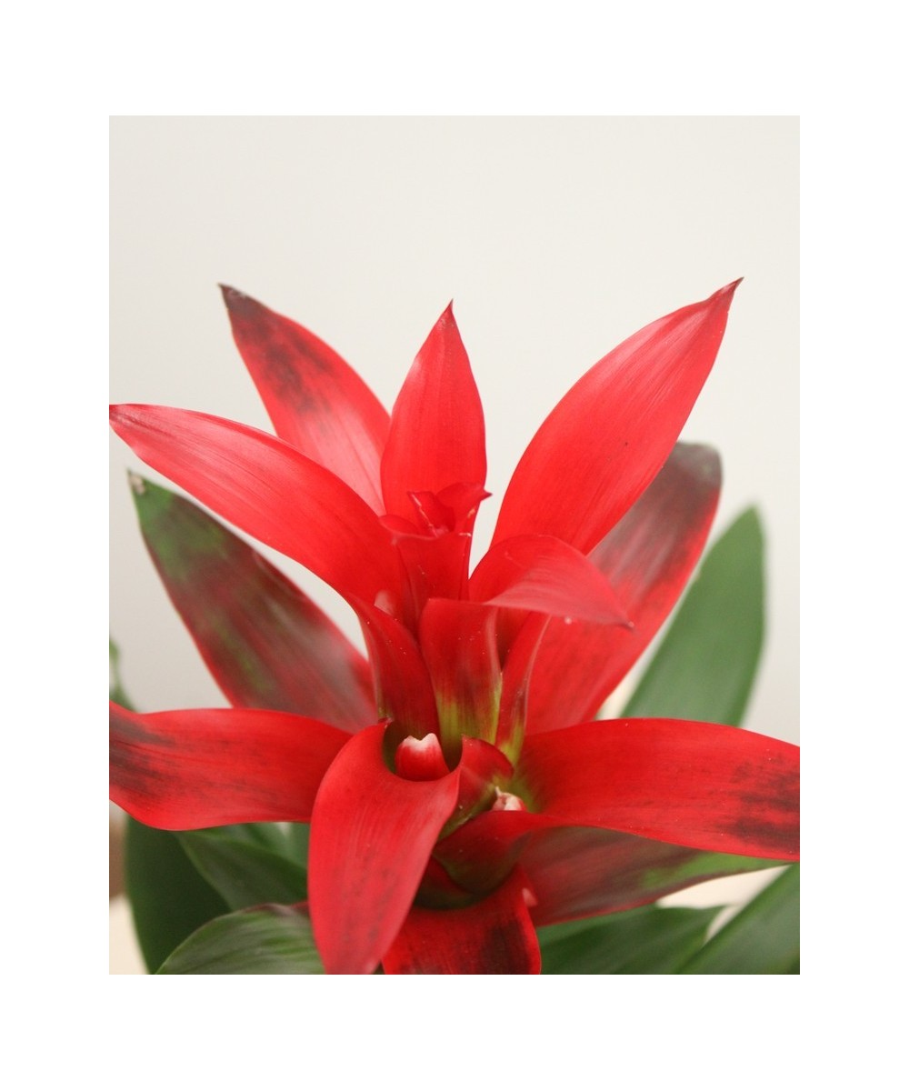 Guzmania tropical: color y fácil cuidado en Miajadas | Cáceres
