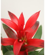 Guzmania tropical: color y fácil cuidado en Miajadas | Cáceres