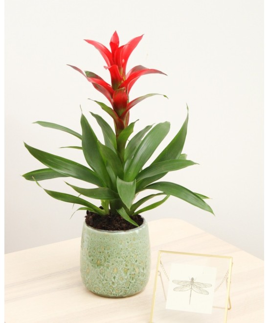 Guzmania tropical: color y fácil cuidado en Miajadas | Cáceres