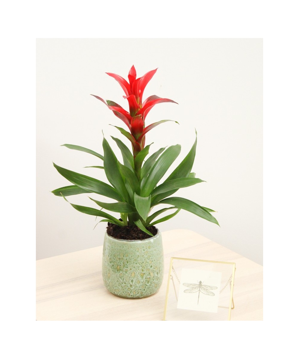 Guzmania tropical: color y fácil cuidado en Miajadas | Cáceres