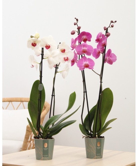 Planta de Orquídea Natural | Miajadas Cáceres