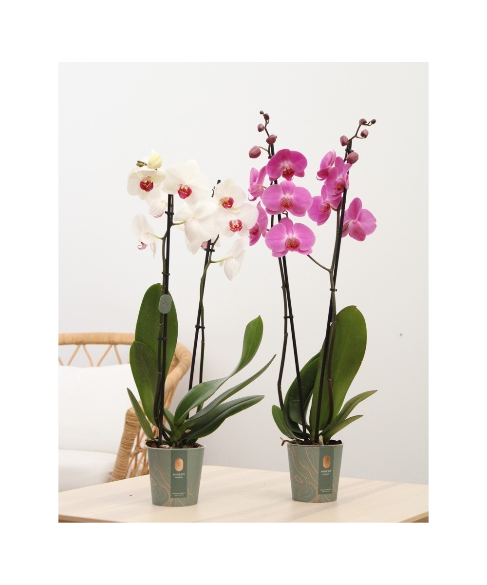 Planta de Orquídea Natural | Miajadas Cáceres
