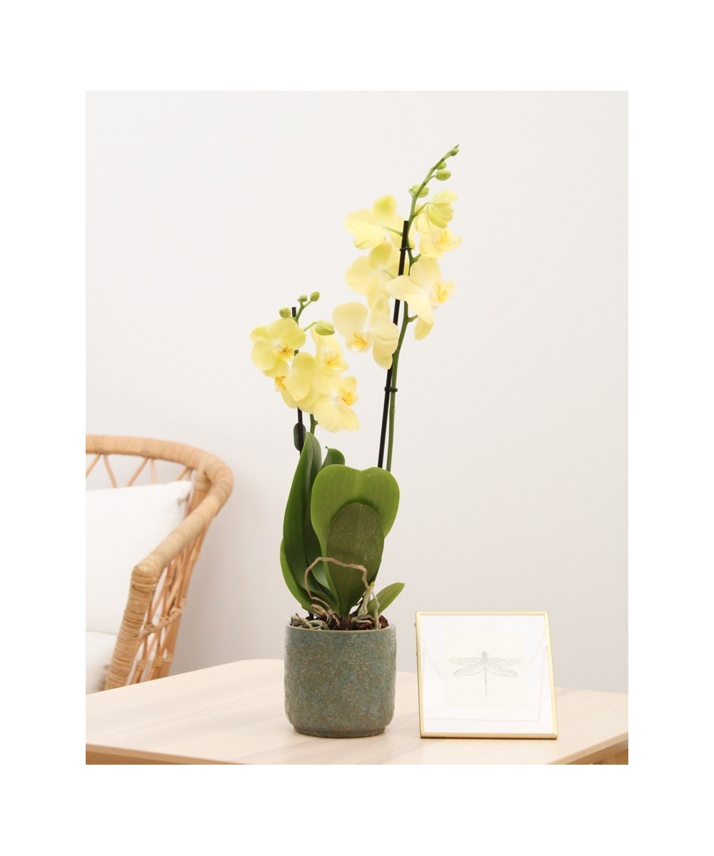 Planta de Orquídea Natural | Miajadas Cáceres