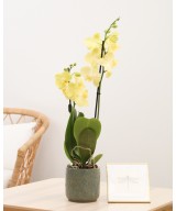 Planta de Orquídea Natural | Miajadas Cáceres
