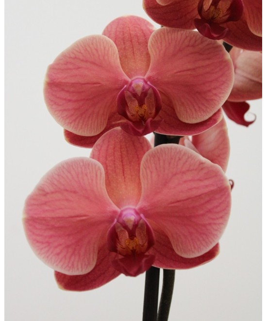 Planta de Orquídea Natural | Miajadas Cáceres
