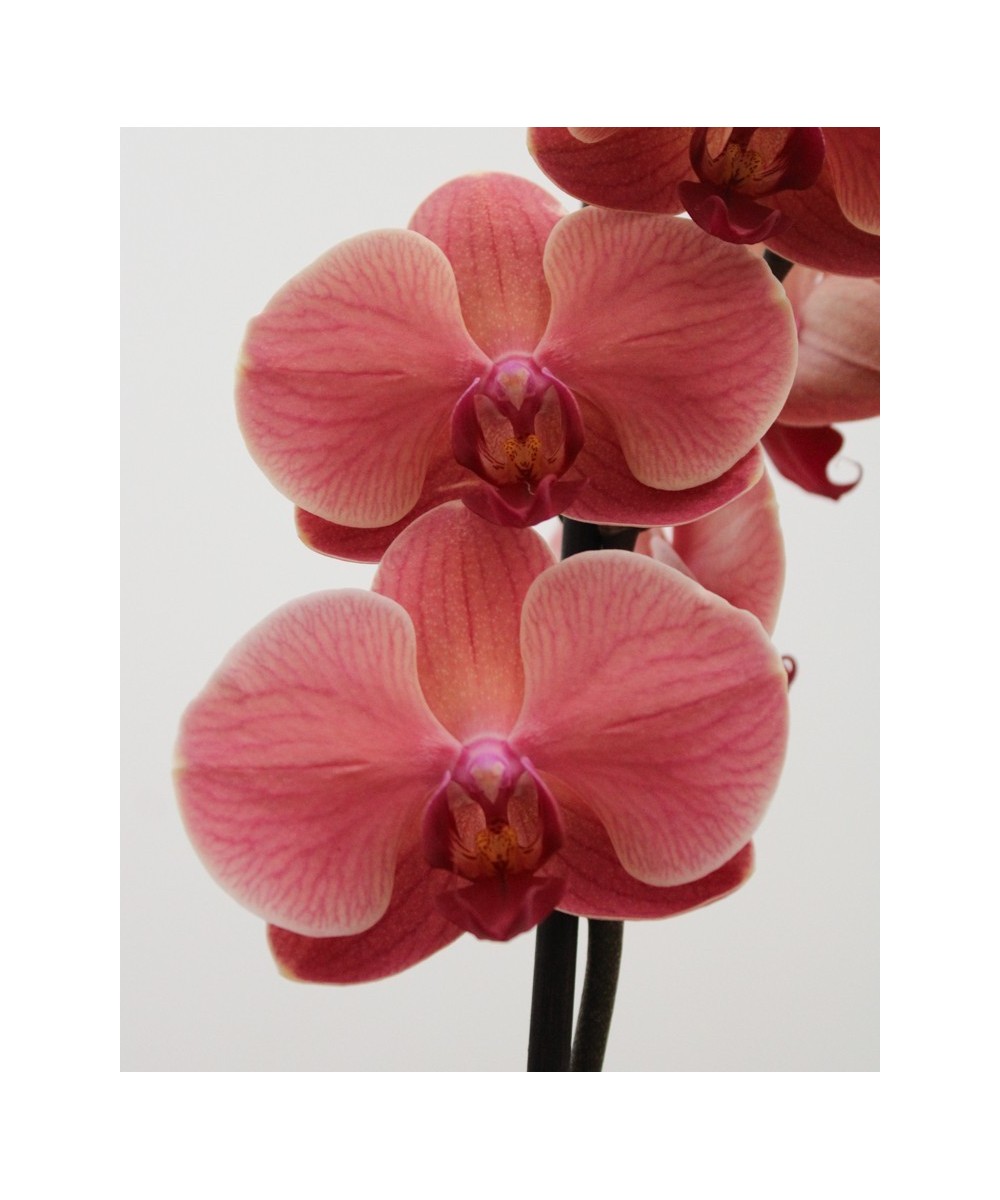 Planta de Orquídea Natural | Miajadas Cáceres
