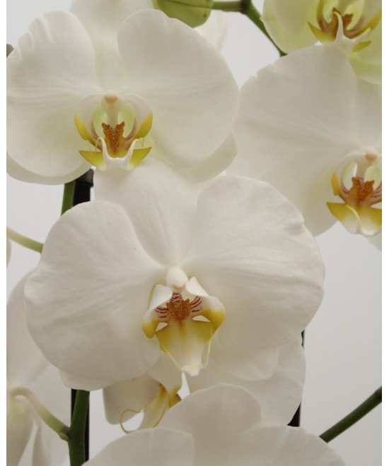 Planta de Orquídea Natural | Miajadas Cáceres