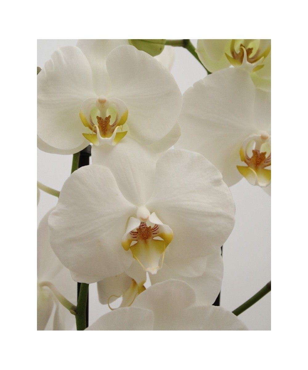Planta de Orquídea Natural | Miajadas Cáceres