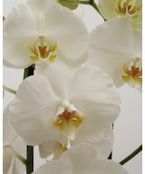 Planta de Orquídea Natural | Miajadas Cáceres