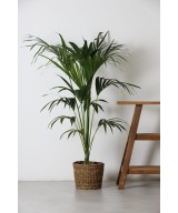 Planta Kentia en Miajadas Cáceres
