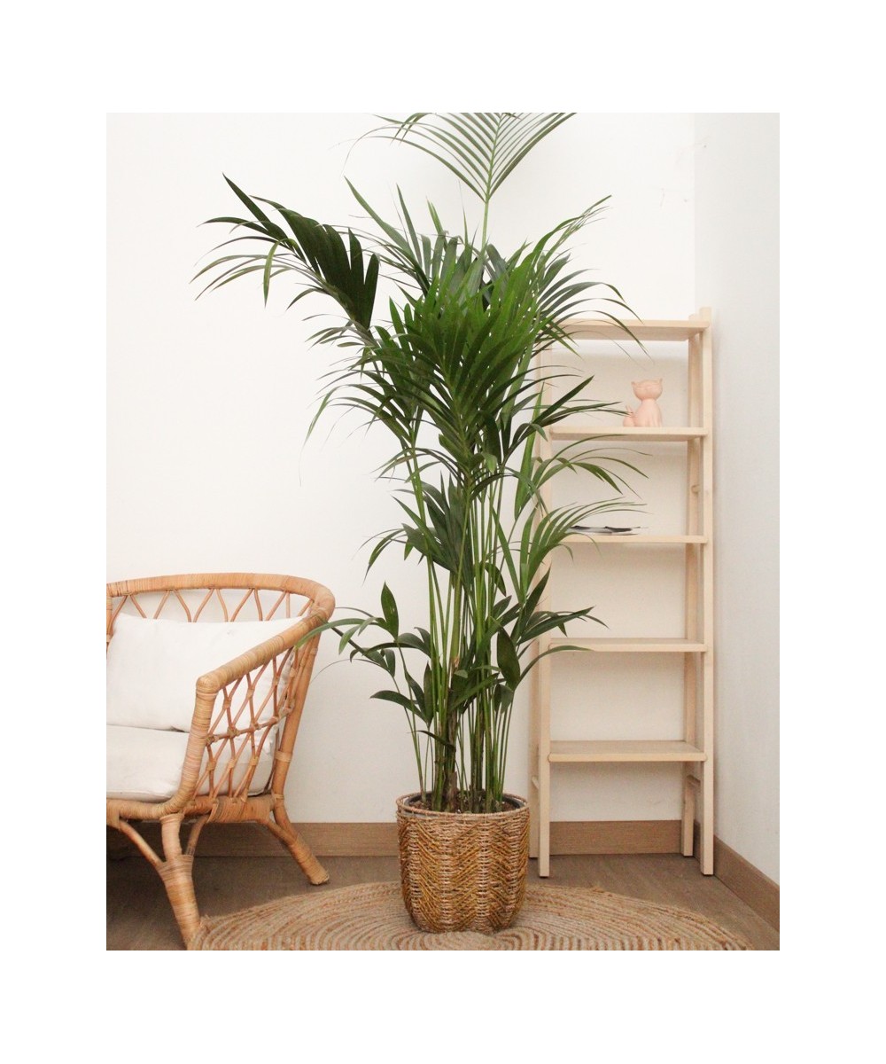 Planta Kentia en Miajadas Cáceres