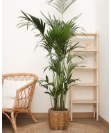 Planta Kentia en Miajadas Cáceres