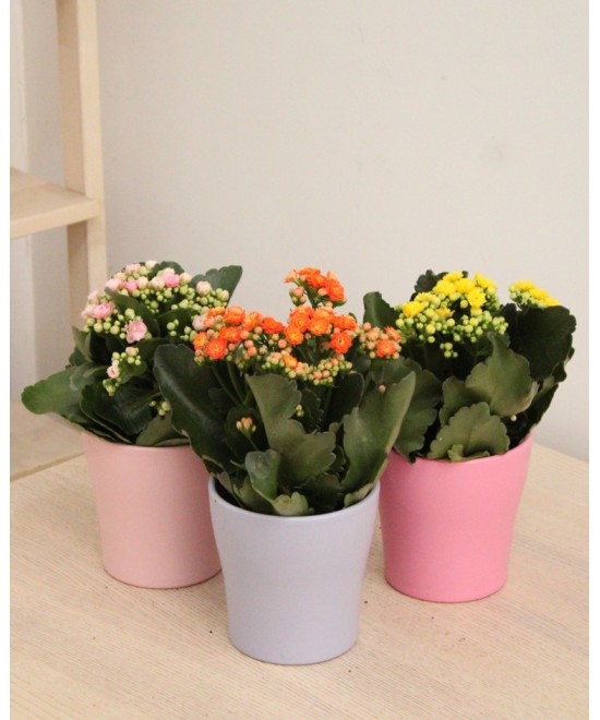 Kalanchoe en Miajadas, Cáceres, planta de interior y exterior