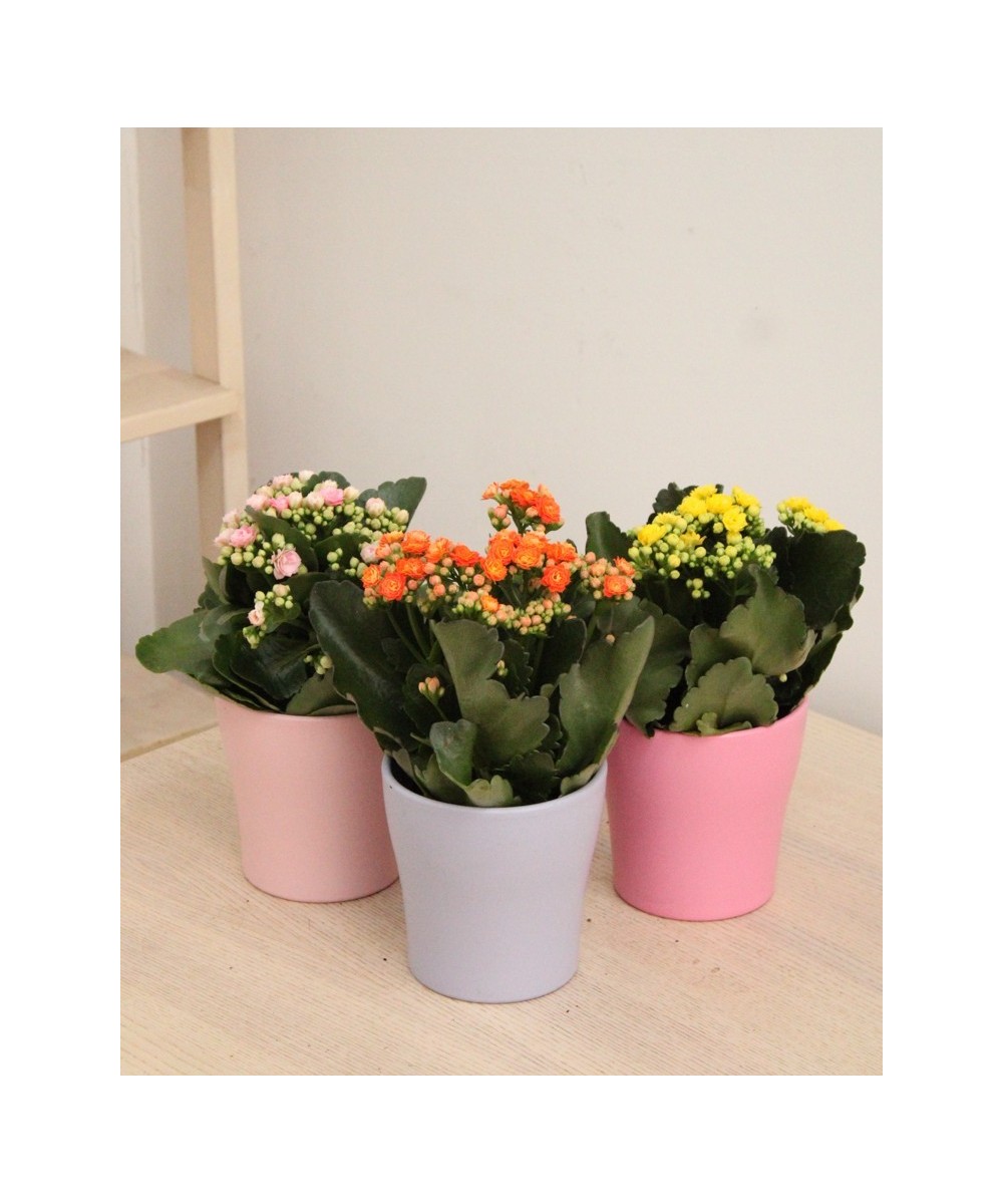 Kalanchoe en Miajadas, Cáceres, planta de interior y exterior