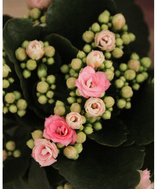 Kalanchoe en Miajadas, Cáceres, planta de interior y exterior