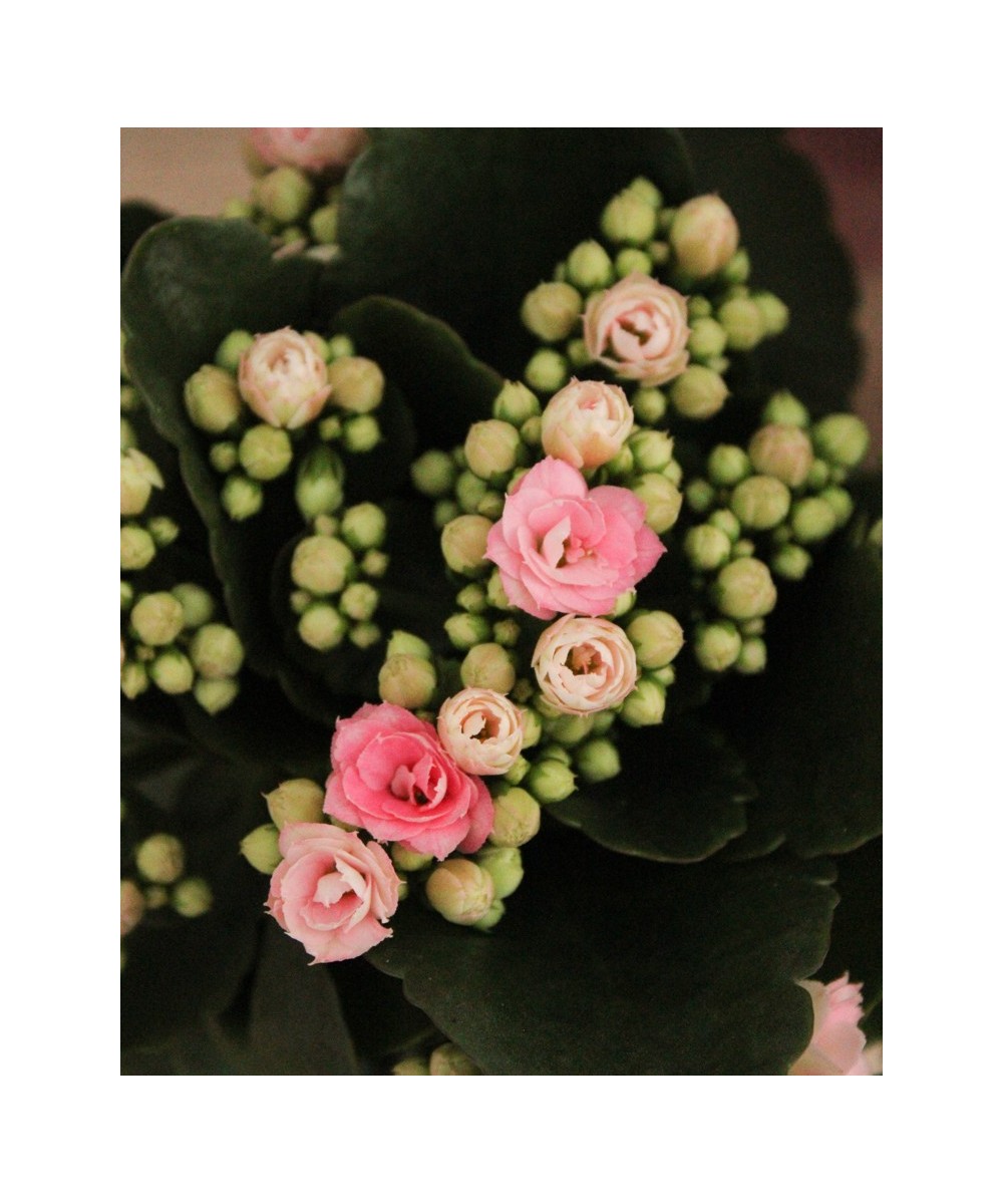 Kalanchoe en Miajadas, Cáceres, planta de interior y exterior