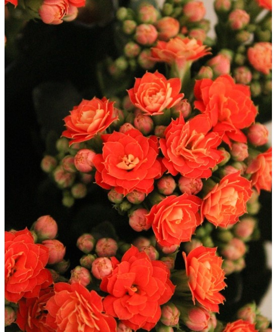 Kalanchoe en Miajadas, Cáceres, planta de interior y exterior