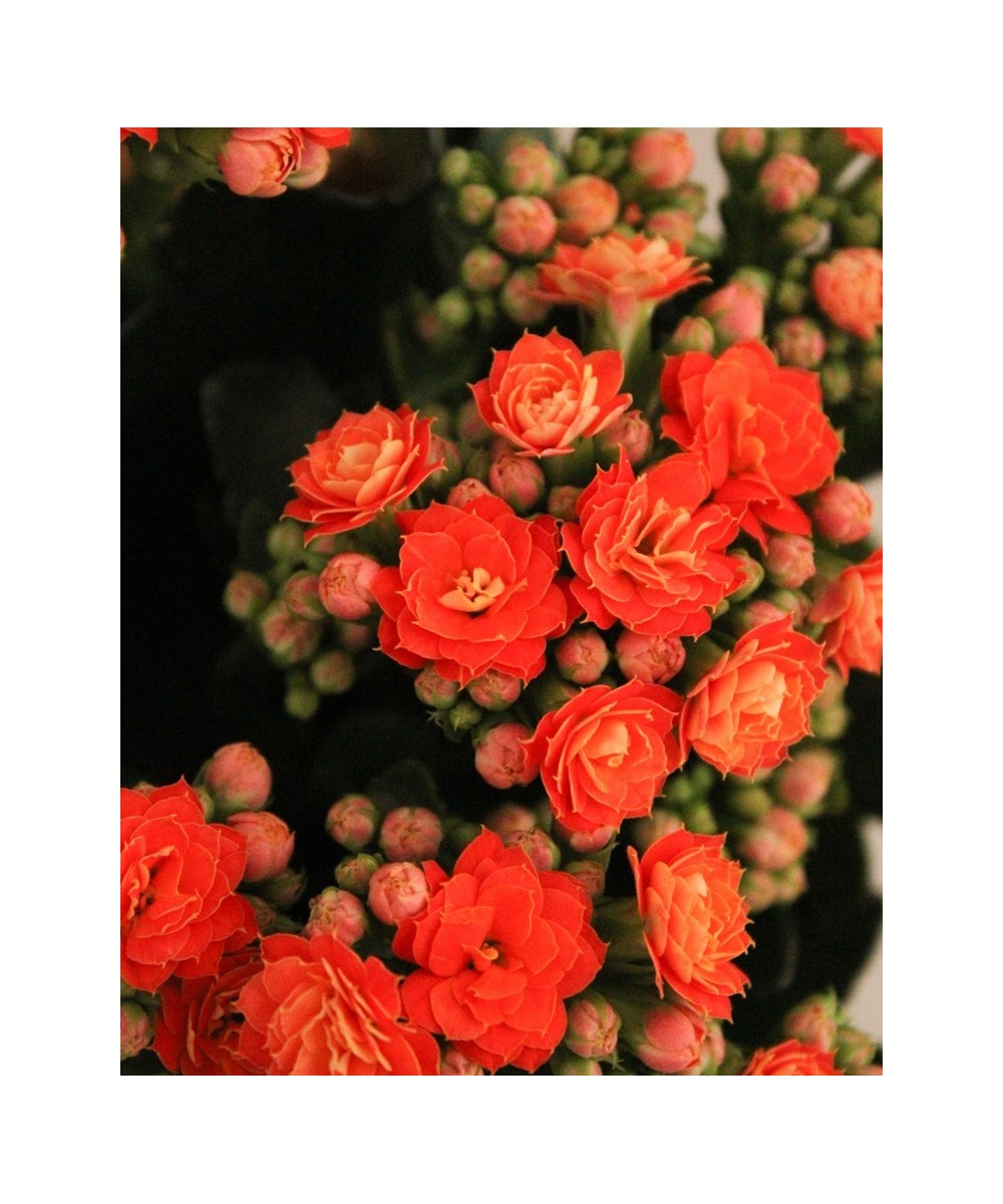 Kalanchoe en Miajadas, Cáceres, planta de interior y exterior