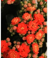 Kalanchoe en Miajadas, Cáceres, planta de interior y exterior