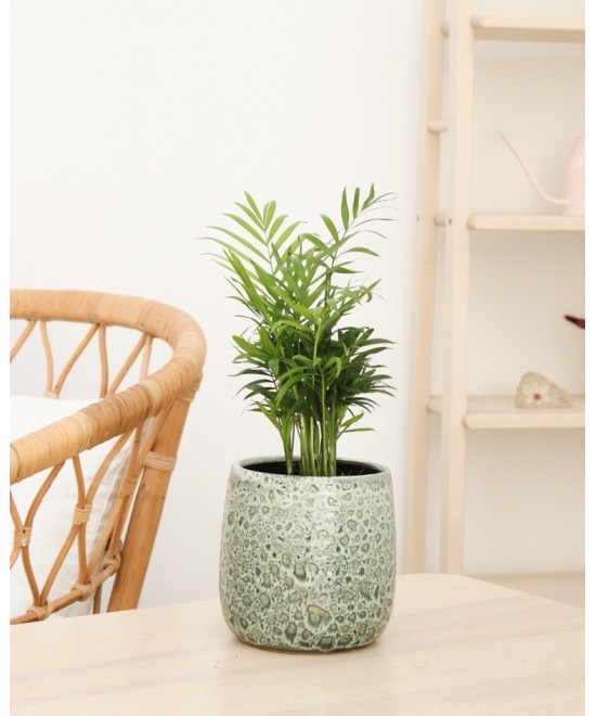 Planta de Chamaedorea en Miajadas Cáceres