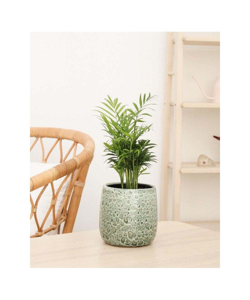 Planta de Chamaedorea en Miajadas Cáceres