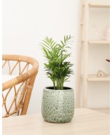 Planta de Chamaedorea en Miajadas Cáceres