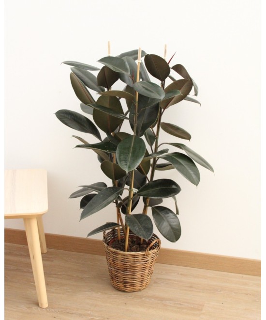 Planta de Ficus Robusta en Miajadas Cáceres