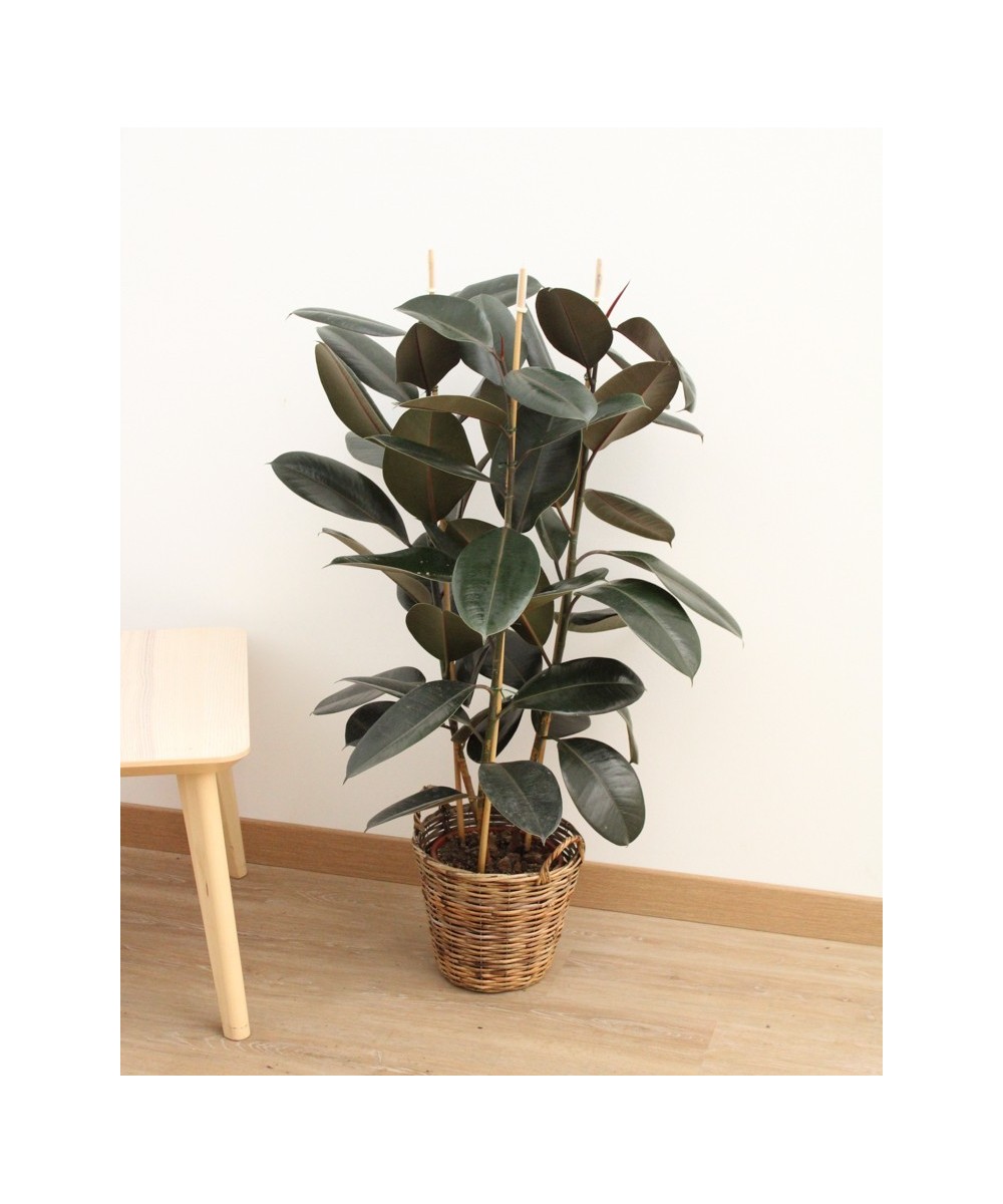 Planta de Ficus Robusta en Miajadas Cáceres
