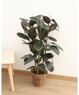 Planta de Ficus Robusta en Miajadas Cáceres