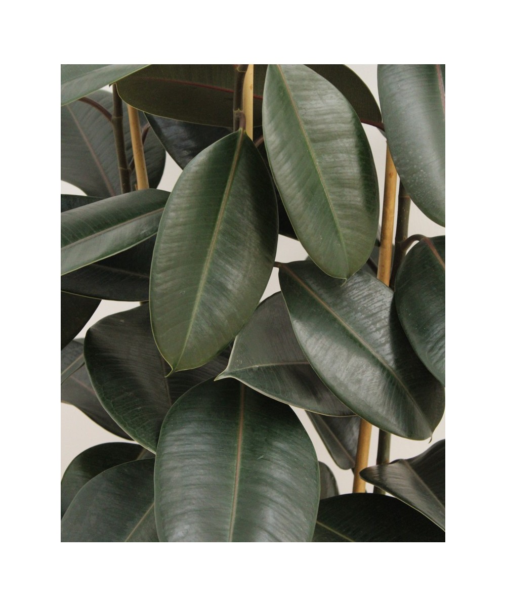 Planta de Ficus Robusta en Miajadas Cáceres
