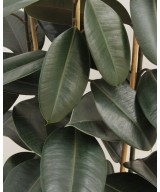 Planta de Ficus Robusta en Miajadas Cáceres