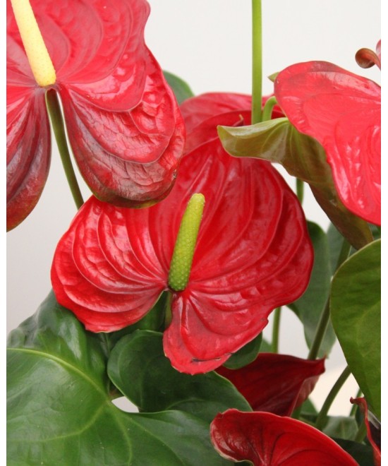 Planta de Anthurium Natural | Miajadas Cáceres