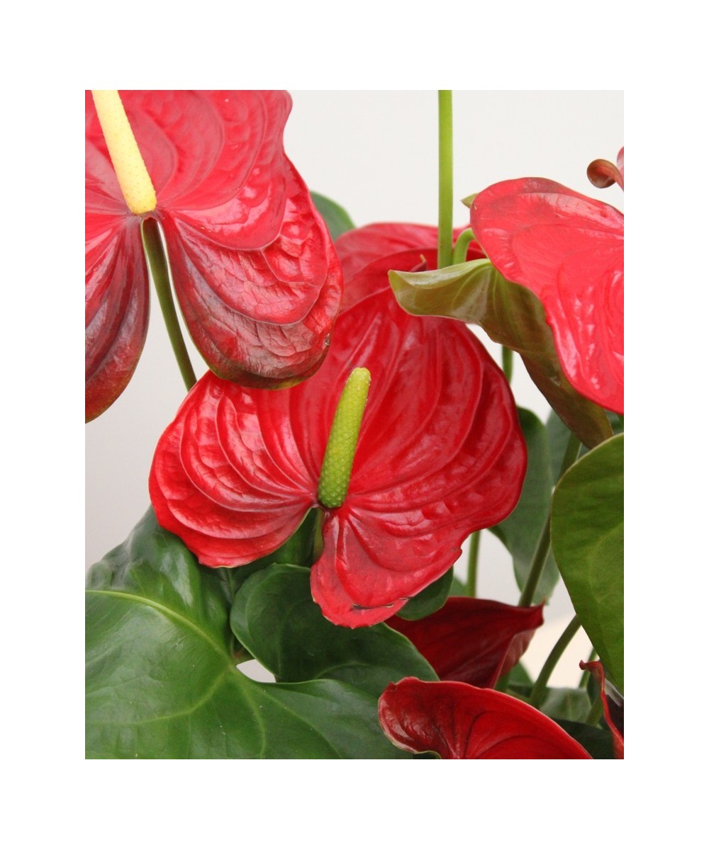 Planta de Anthurium Natural | Miajadas Cáceres