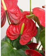 Planta de Anthurium Natural | Miajadas Cáceres