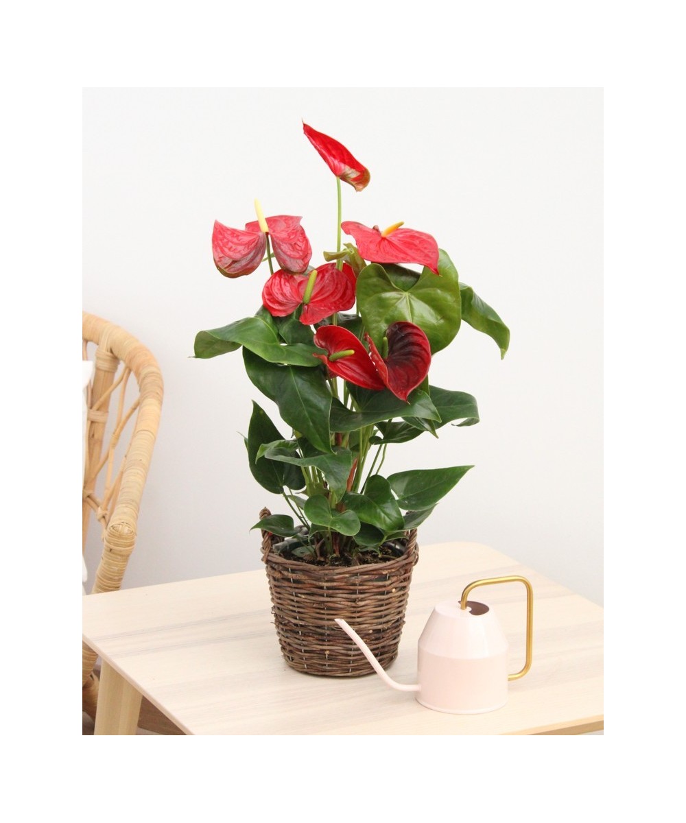 Planta de Anthurium Natural | Miajadas Cáceres