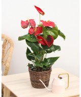 Planta de Anthurium Natural | Miajadas Cáceres