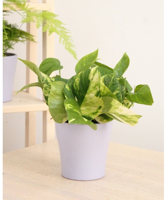 Pothos (Poto) en Miajadas Cáceres para interior