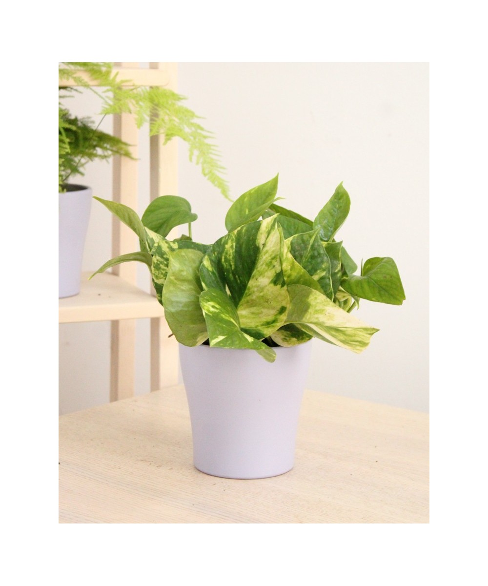Pothos (Poto) en Miajadas Cáceres para interior