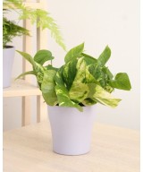 Pothos (Poto) en Miajadas Cáceres para interior