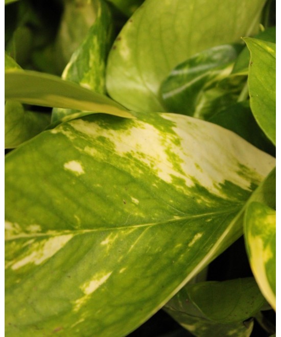 Pothos (Poto) en Miajadas Cáceres para interior