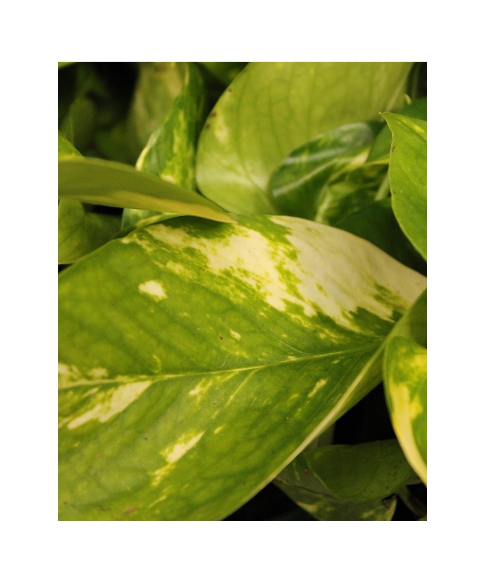 Pothos (Poto) en Miajadas Cáceres para interior