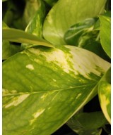 Pothos (Poto) en Miajadas Cáceres para interior