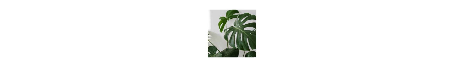 Plantas