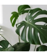 Plantas